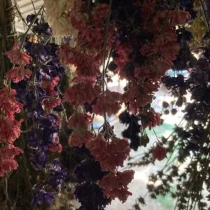 Fleurs bio séchées